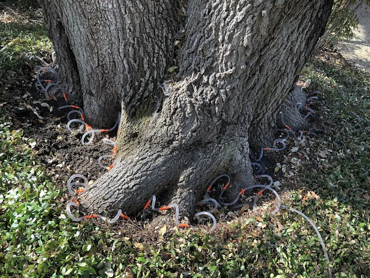 Detailed Tree Cabling and Bracing job site in Belews Creek