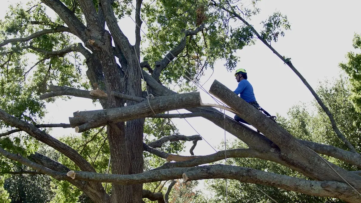 Professional Crown Thinning performed by certified arborists in Belews Creek