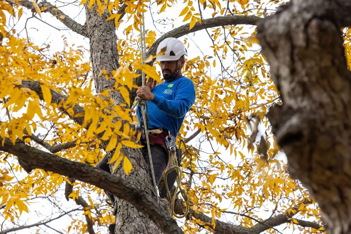 Skilled Storm Damage Cleanup crew working in Belews Creek